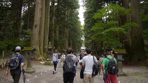 Walking with friends on forest road fixed Video stock 83870117