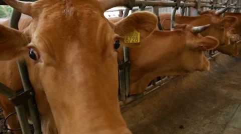 Walking in front of brown cow, red cattle, South Korea Stock Footage 64179568