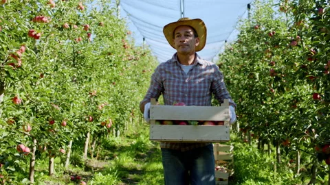 Walking in front of the camera in a large apple orchard charismatic mature man Stock Footage 143072169