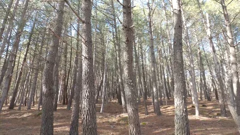 Walking in front of a pine forest during the day Stock Footage 124371202