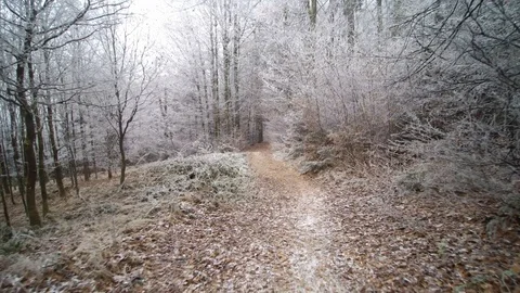 Walking in a frozen forest  Stock Footage 101711997