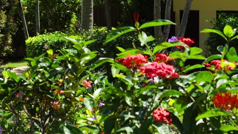 Walking in the garden Video stock 165233149