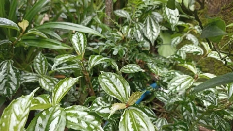 Walking in the garden Stock Footage 227809832