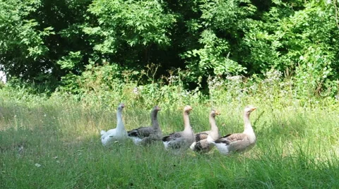 Walking geese Stock Footage 52246225