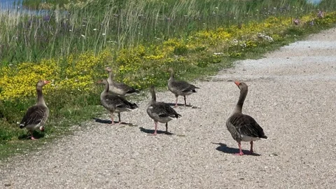 Walking geese on the Marker Wadden 動画素材 218422100