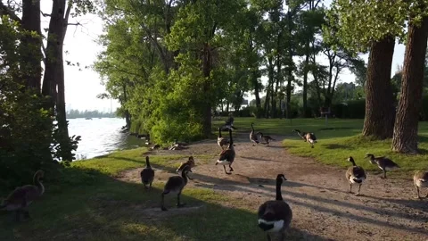 Walking geese in the park Video stock 201973104