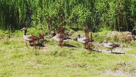 Walking Geeze in the park Stock Footage 97211076