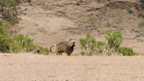 Walking Gelada Monkeys In Simien Mountains National Park, Ethiopia - Wide Shot Stock-Footage 315505357