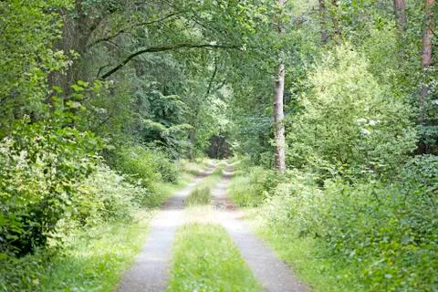 Walking on german forest endless wild road trippy day background fine art in  Stock Photos