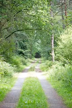 Walking on german forest endless wild road trippy day background fine art in  Stock Photos