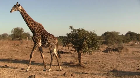 Walking giraffe in afternoon 10 Stock Footage 8623754