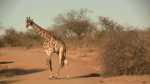 Walking giraffe in afternoon 6 Stock Footage 8623930