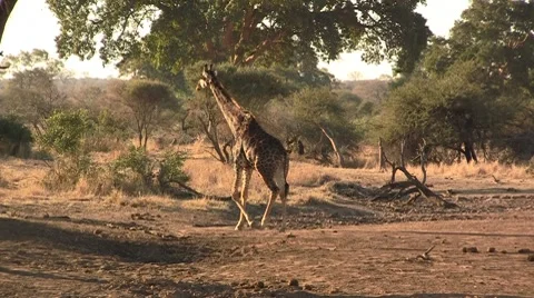 Walking giraffe in afternoon 7 Stock Footage 8623904