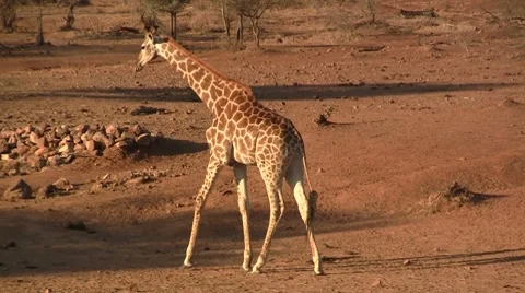 Walking giraffe in afternoon 8 Stock Footage 8624100