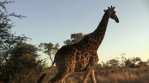Walking giraffe in the afternoon Stock Footage 8624558