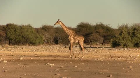Walking giraffe in the afternoon Stock Footage 12133581
