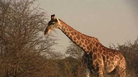 Walking giraffe, beautiful light Stock Footage 8568854
