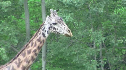 Walking Giraffe Video stock 8574569