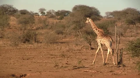 Walking giraffe Stock Footage 8624001