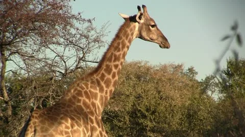Walking giraffe Stock Footage 12165941