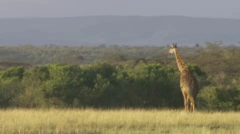 Walking giraffe Stock Footage 12653673