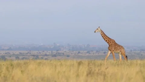Walking giraffe Stock Footage 139040183