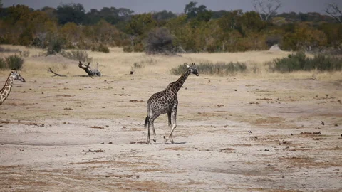 Walking Giraffe Stock-Footage 332493335