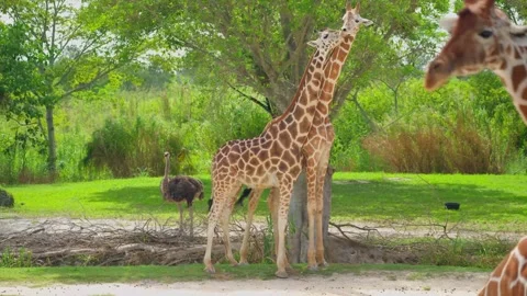 A walking giraffe passes by two other giraffes standing near a tree. 스톡 동영상 346504118