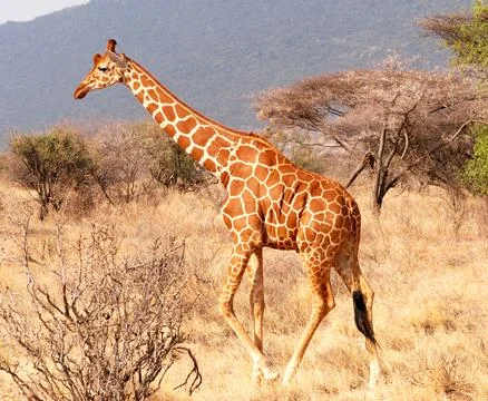 Walking giraffe Stock Photos