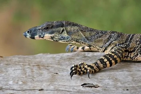 Walking goanna Foto stock