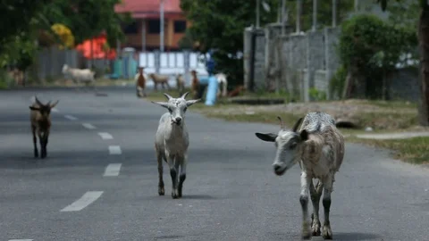 Walking goats Stock-Footage 101492992