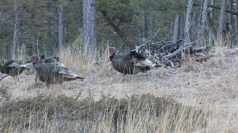 Walking Gobblers In and Out of Strut w/Audio Stock Footage 49443262