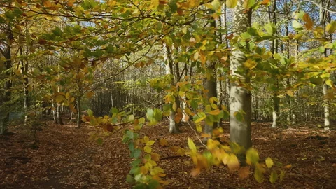 Walking in the golden colored forest at a path with brown leaves and between bee Stock Footage 209063929
