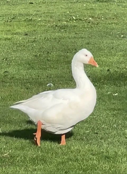Walking goose on green grass Stock Footage 242516443