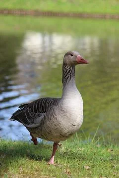Walking Goose Stock Photos