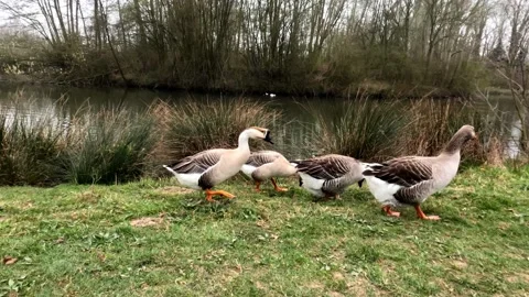 Walking Goose Picking Grass 库存影片 221552625