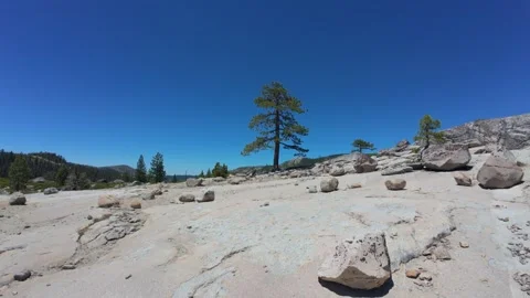 Walking on granite rocks towards a pine tree Stock Footage 278302425