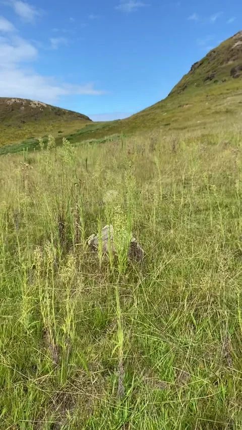 Walking a grass field in Easter Island Stock-Footage 342842128