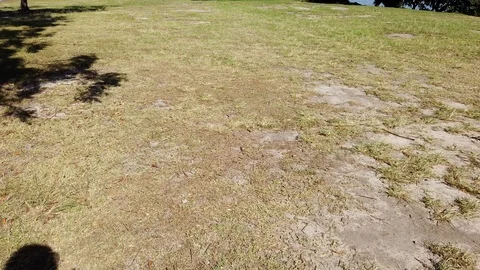 Walking on the grass Stock Footage 104379263