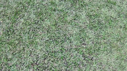 Walking on grass Stock Footage 167800008