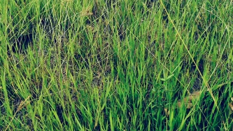 Walking on the grass in the forest Vídeos de archivo 183437092