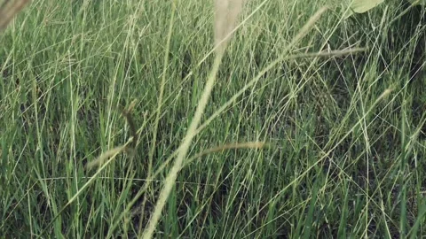 Walking on the grass in the forest Video stock 183437911