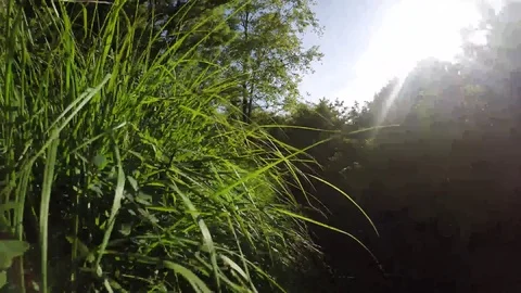 Walking in the grass in a forrest Stock Footage 77476709