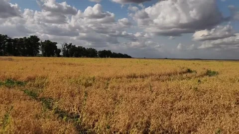 Walking on the grass in the sunshine Stock Footage 316941972
