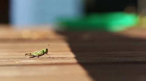 Walking Grasshoper Stock Footage 57720089