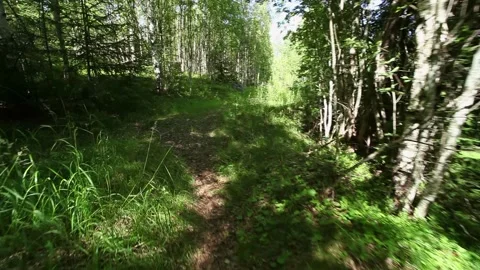 Walking on a grassy path through a beautiful sunny deciduous forest in summer Stock Footage 171338338