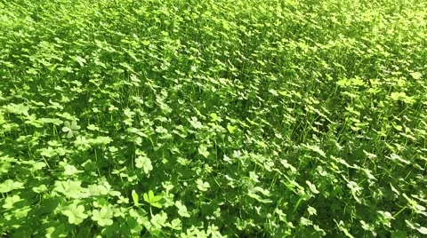 Walking on Green Clover Field Stock Footage 59425015