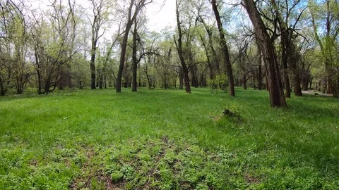 Walking in The Green Forest Stock Footage 106236040