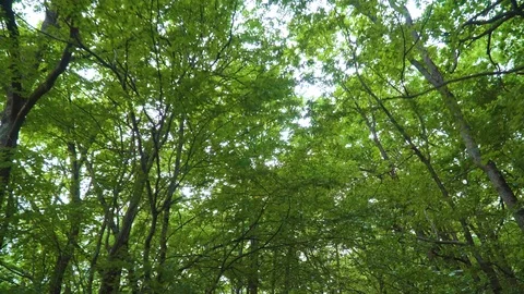 Walking into green forest.  Stock Footage 115623034