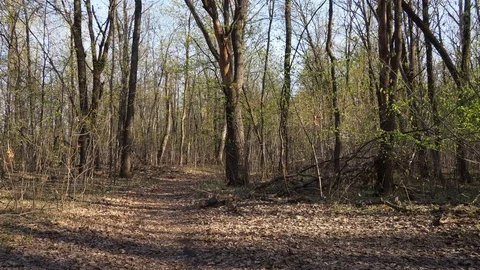 Walking green forest Stock Footage 116841948